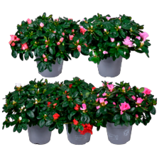 Azalea gemengd